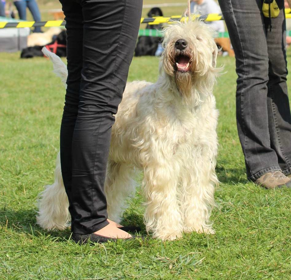 Dog Show Rychety :))